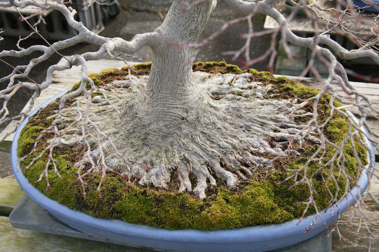 تکنیک ریشه در بونسای