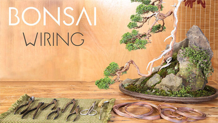 Bonsai Wiring